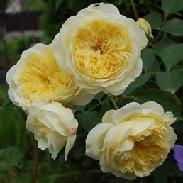 Английская роза Пилигрим ø23 h35 см
