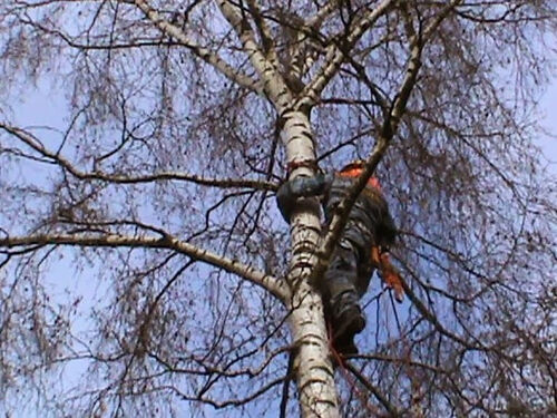 Cнять кошку или квадрокоптер с дерева, Ананенко И.В. +7 (952) 936-67-31 Новосибирская область