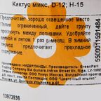 Кактус микс 12x13 см