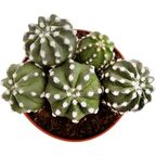 Кактус микс 12x13 см