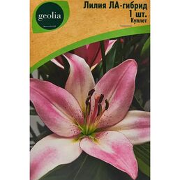Лилия Geolia ла-гибрид Куплет