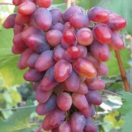 Виноград «Арочный» C2 высота 60-80 см