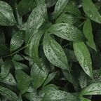 Стеновая панель Botanical Gar 240x0.4x60 см АКП цвет зеленый