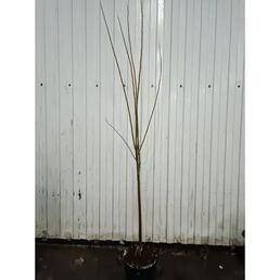 Черешня Эрли Беджи ø23 h120 - 150 см