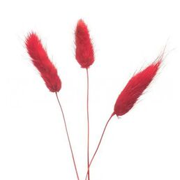 Букет из сухих цветов Лагурус красный h70 см
