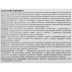 Астильба Geolia Арендса Федерзи