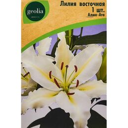 Лилия Geolia восточная Алма-ата