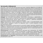 Астильба Geolia гибридная Санни Дей