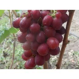 Виноград «Восторг красный» C2 высота 60-80 см