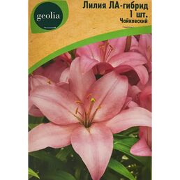 Лилия Geolia ла-гибрид Чайковский