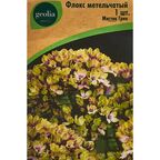 Флокс Geolia метельчатый Мистик Грин