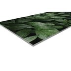 Стеновая панель Botanical Gar 240x0.4x60 см АКП цвет зеленый