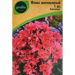 Флокс Geolia метельчатый Клеопатра