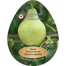 Груша обыкновенная Просто Мария h200 см в сетке Поиск Инвест