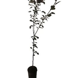 Груша Конференция ø18 см h120-140 см
