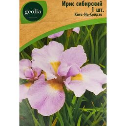 Ирис Geolia сибирский Кита-но-сейдза