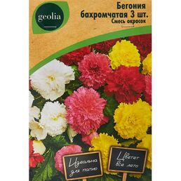 Бегония бахромчатая смесь окрасок Geolia 3 шт