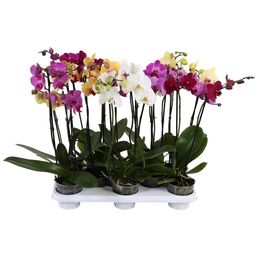Орхидея Фаленопсис микс 3ст ø12 h50 см