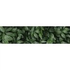 Стеновая панель Botanical Gar 240x0.4x60 см АКП цвет зеленый