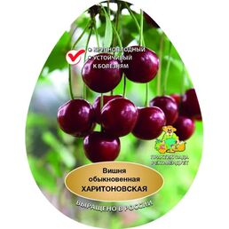Вишня Харитоновская сетка h180 см
