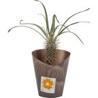 Кактус микс 14x10 см