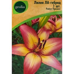 Лилия Geolia ла-гибрид Ройал Презент