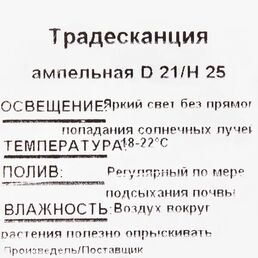 Рассада «Традесканция ампельная», 25x21 см