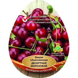 Вишня Десертная сетке h180 см