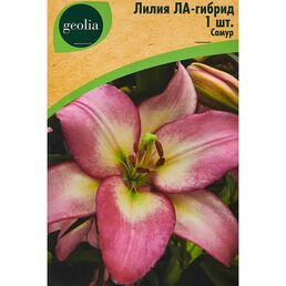 Лилия Geolia ла-гибрид Самур