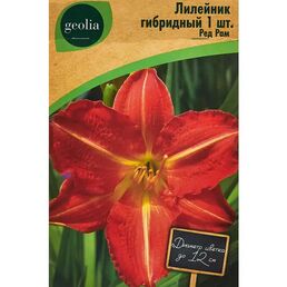 Лилейник Geolia гибридный Ред Рам