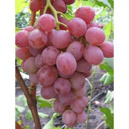 Виноград «Анюта» C2 высота 60-80 см
