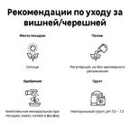 Вишня «Шпанка» C7 высота 140-170 см