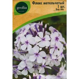 Флокс Geolia метельчатый Блу Айс