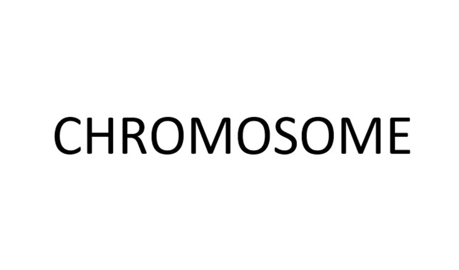 CHROMOSOME